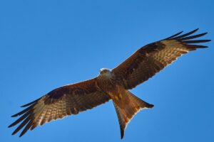 Mehr über den Artikel erfahren Den Atem befreien – Workshop