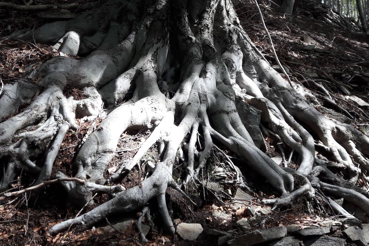 Bist Du tief verwurzelt?